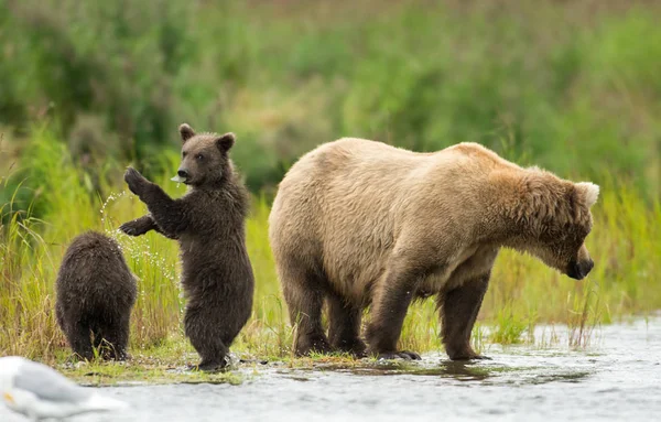Alaskan oso marrón cerda y cachorro — Foto de Stock