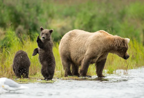 Alaskan oso marrón cerda y cachorro — Foto de Stock