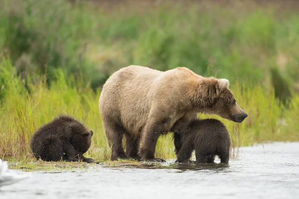 Urso pardo do Alasca e filhotes — Fotografia de Stock