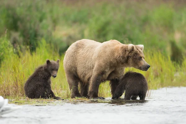 Urso pardo do Alasca e filhotes — Fotografia de Stock