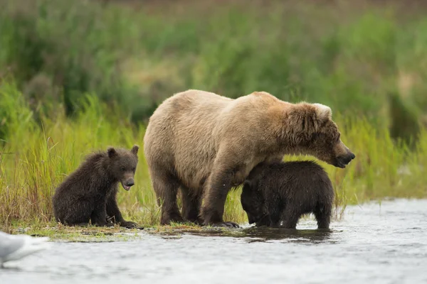 Alaskan brown bear and cubs — Stock Photo, Image