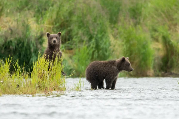 Αλάσκα Cubs καφέ αρκούδα — Φωτογραφία Αρχείου
