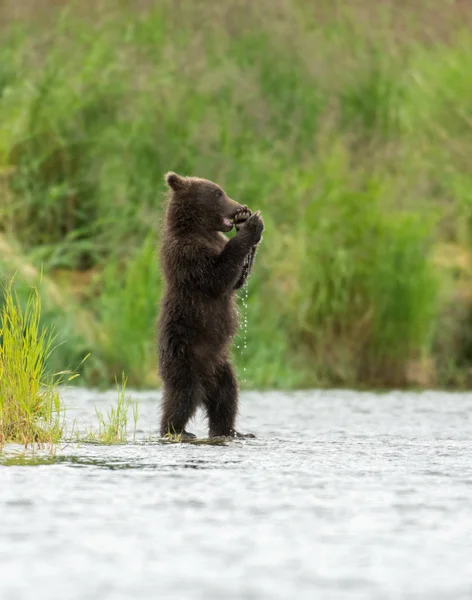 Alaskan brown bear cubs — Stock Photo, Image