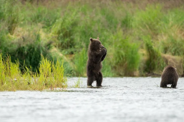 Alaskan brown bear cubs — Stock Photo, Image