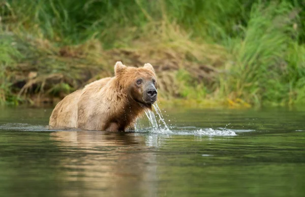 Bruine beer in water — Stockfoto