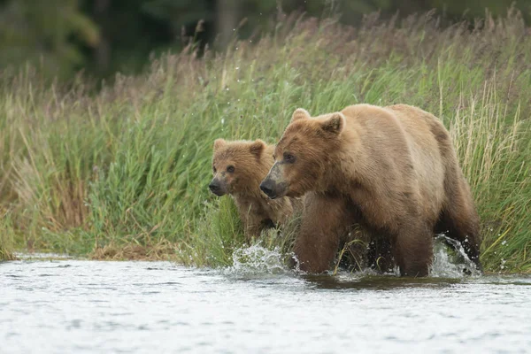 Alaskan oso marrón cerda y cachorro — Foto de Stock