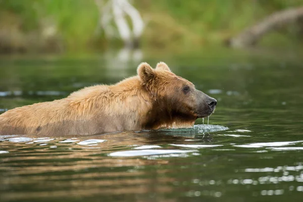 Brunbjörn i vatten — Stockfoto