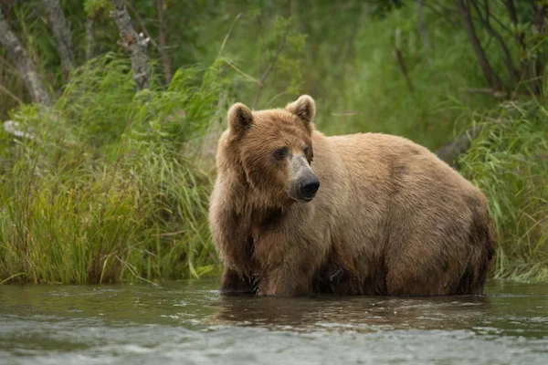 Alaskan braune bärensau — Stockfoto