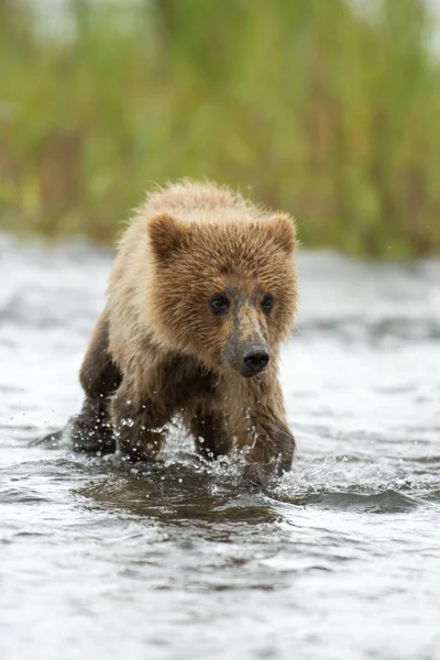 Aljašský medvěd hnědý mládě — Stock fotografie