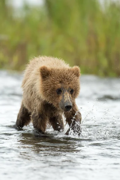 Alaskan bruine beer cub — Stockfoto