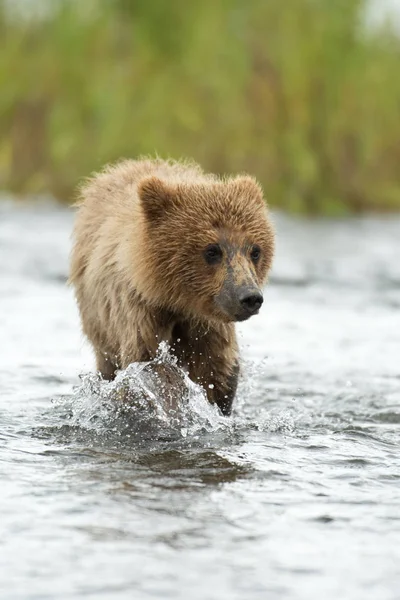 アラスカのヒグマのカブ — ストック写真