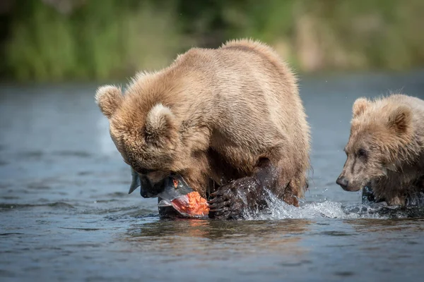 Oso marrón con salmón —  Fotos de Stock