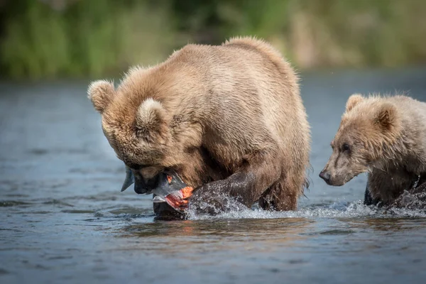 Oso marrón con salmón —  Fotos de Stock