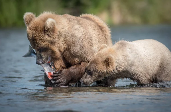 Urso castanho com salmão — Fotografia de Stock