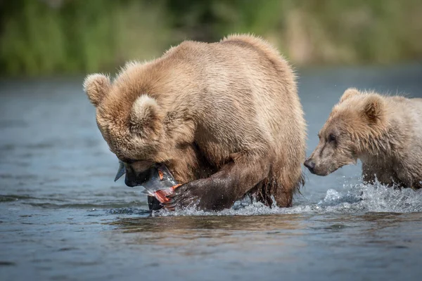 Oso marrón con salmón — Foto de Stock