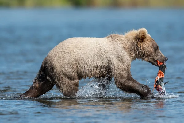 Mladí Aljašský medvěd hnědý mládě s lososem — Stock fotografie
