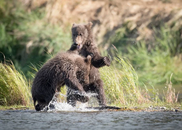 Two cute brown bear cubs playing — Stock Photo, Image