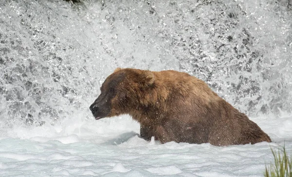 Urso-pardo pesca do salmão — Fotografia de Stock