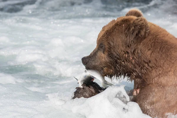 アラスカのヒグマを食べるサーモン — ストック写真