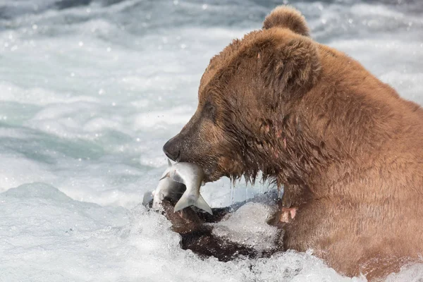 Alaska boz ayı somon yeme — Stok fotoğraf