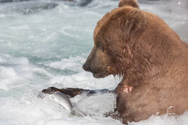 Niedźwiedź brunatny Alaskan jedzenie łosoś — Zdjęcie stockowe