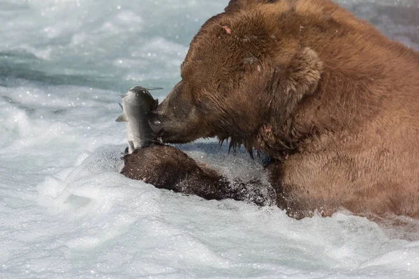 Aljašský medvěd hnědý jíst lososa — Stock fotografie