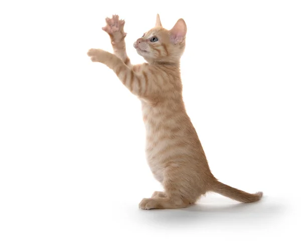 Niedliches Kätzchen auf Hinterbeinen beim Spielen — Stockfoto