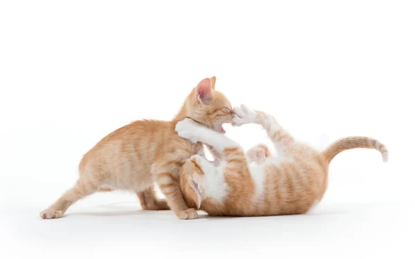 Dois gatinhos bonitos jogando — Fotografia de Stock