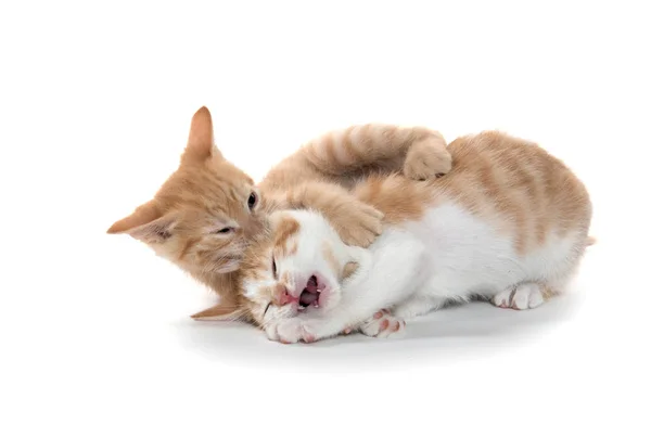 Dva roztomilý koťátka hraje — Stock fotografie