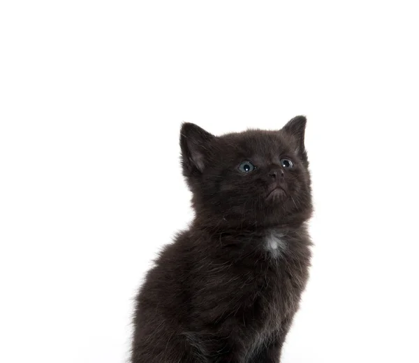 Gatinho preto bonito no branco — Fotografia de Stock