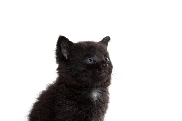 Cute black kitten on white — Stock Photo, Image