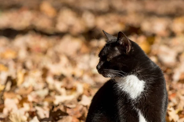 Cirmos cica, őszi levelek — Stock Fotó