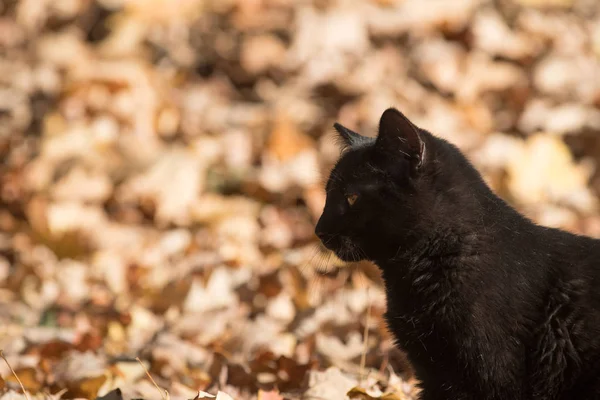 Tabby katt i höst löv — Stockfoto
