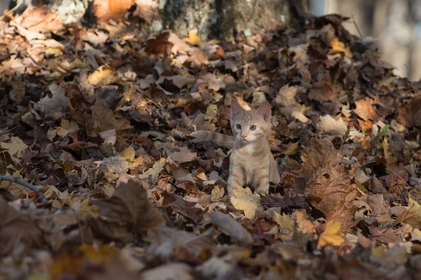 Gatito en hojas —  Fotos de Stock
