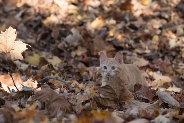 잎에 고양이 — 스톡 사진
