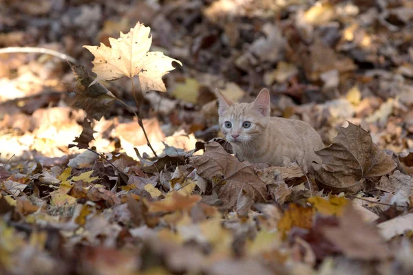 Kätzchen in Blättern — Stockfoto