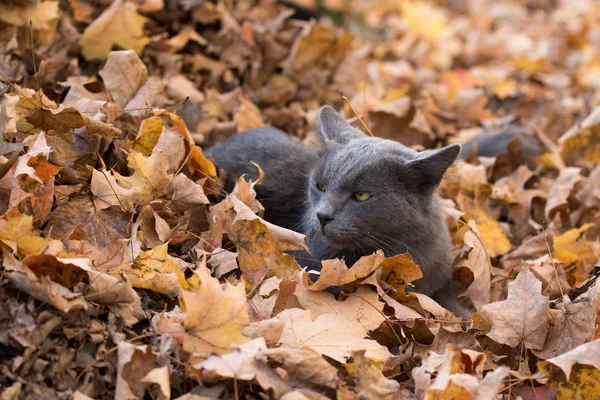 秋天叶子灰色的猫 — 图库照片