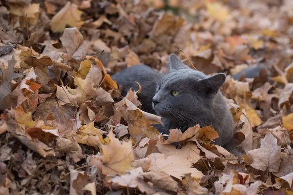 Grå katt i höst löv — Stockfoto