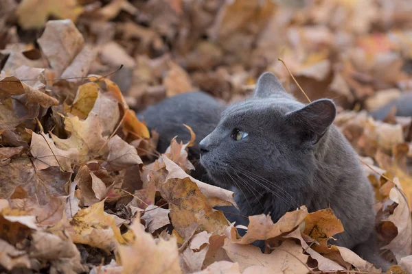 Gray cat in fall leaves — Stock Photo, Image