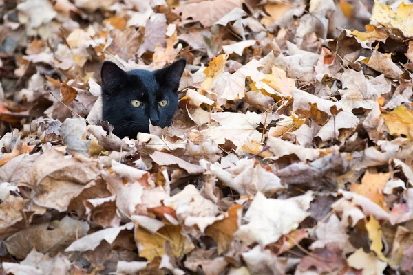 Zwarte kat in herfst bladeren — Stockfoto