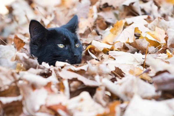 Fekete macska, a levelek ősszel — Stock Fotó