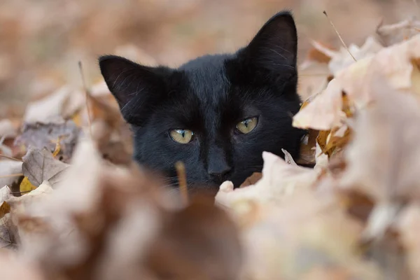Black cat in fall leaves — Stock Photo, Image