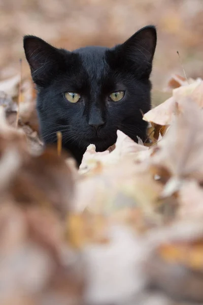 Černá kočka v listí na podzim — Stock fotografie