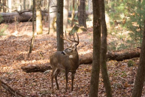 Grand cerf de Virginie dans les bois — Photo