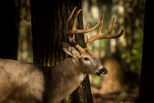 Large white-tailed deer buck in woods — Stock Photo, Image