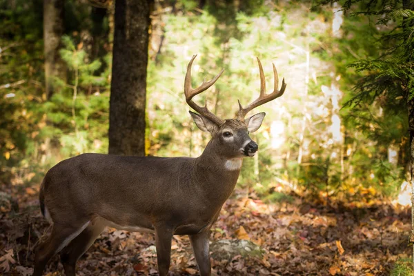 Grote Witstaarthert buck in bos — Stockfoto