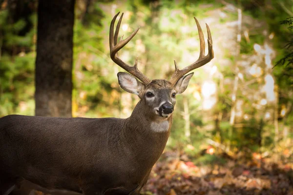 Large white-tailed deer buck in woods — Stock Photo, Image