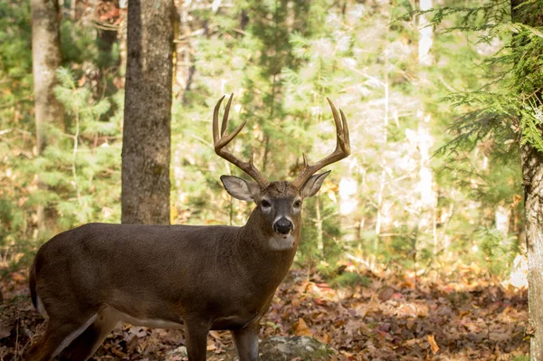 森の中に大きな白い尾の鹿バック — ストック写真