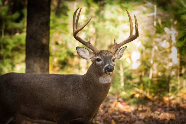 Großer Weißschwanz-Hirschbock im Wald — Stockfoto