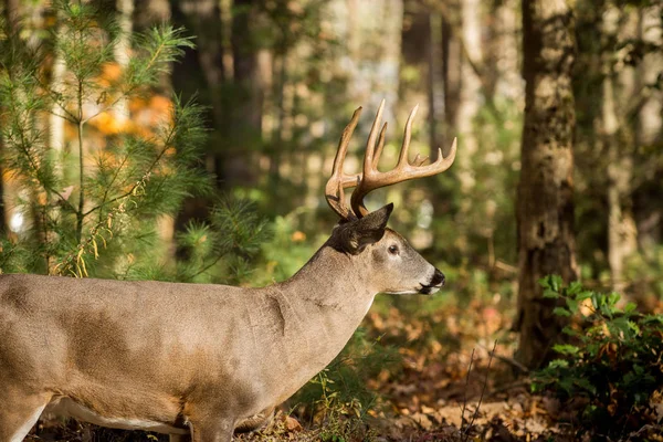 Großer Weißschwanz-Hirschbock im Wald — Stockfoto